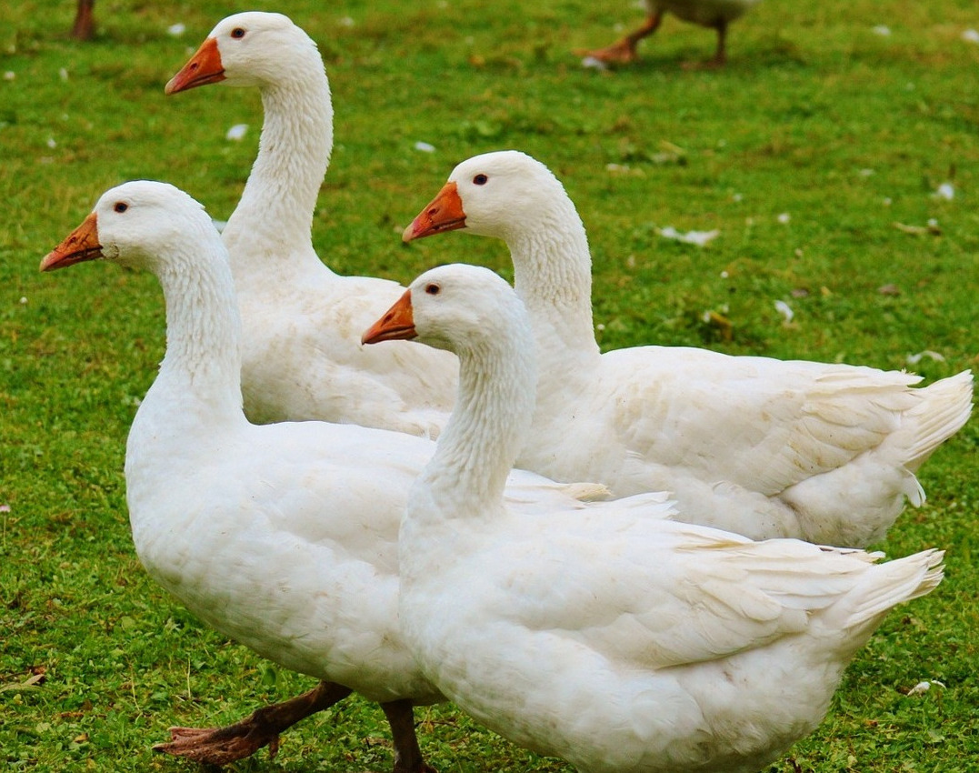 MartiniganslZeit im Weinviertel